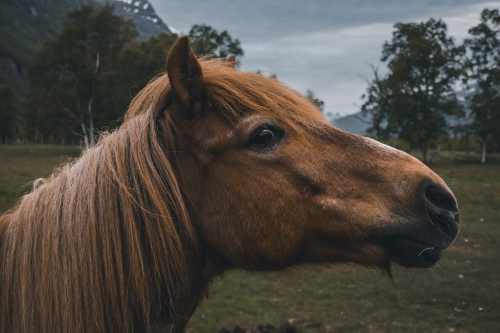 brown-horse-aomcprmuq5e