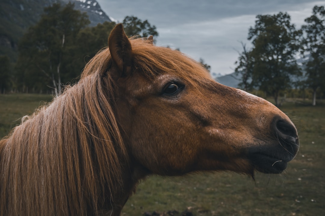 brown-horse-aomcprmuq5e