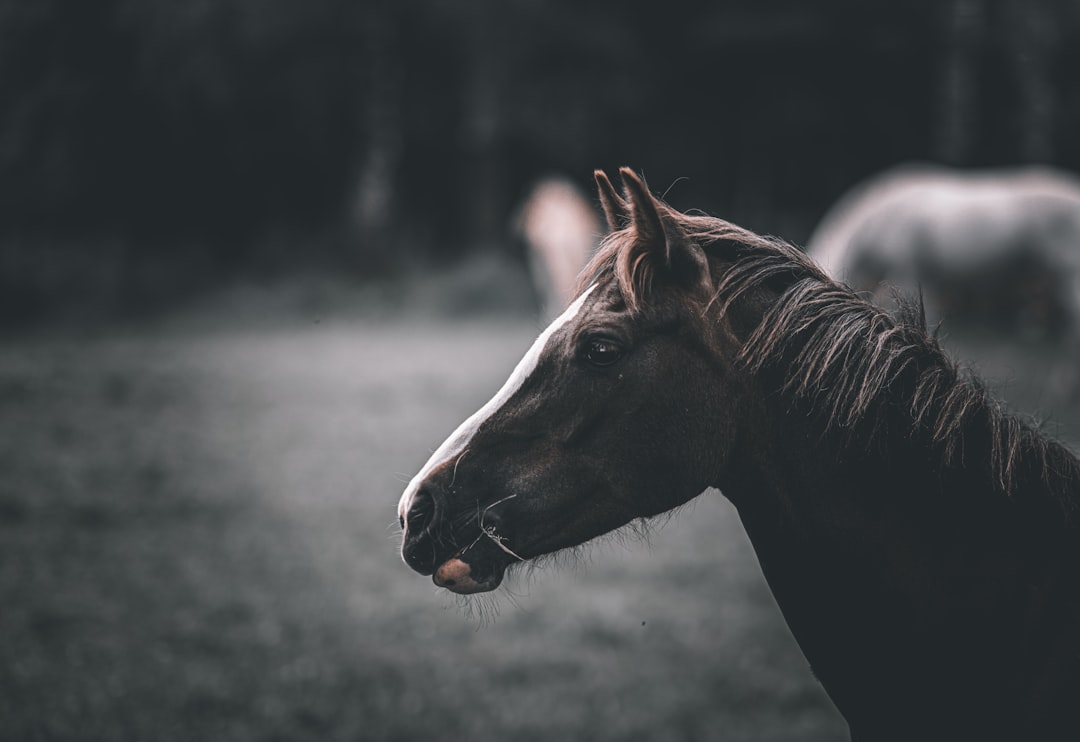 brown-horse-in-tilt-shift-lens-ma8ncfqbgks