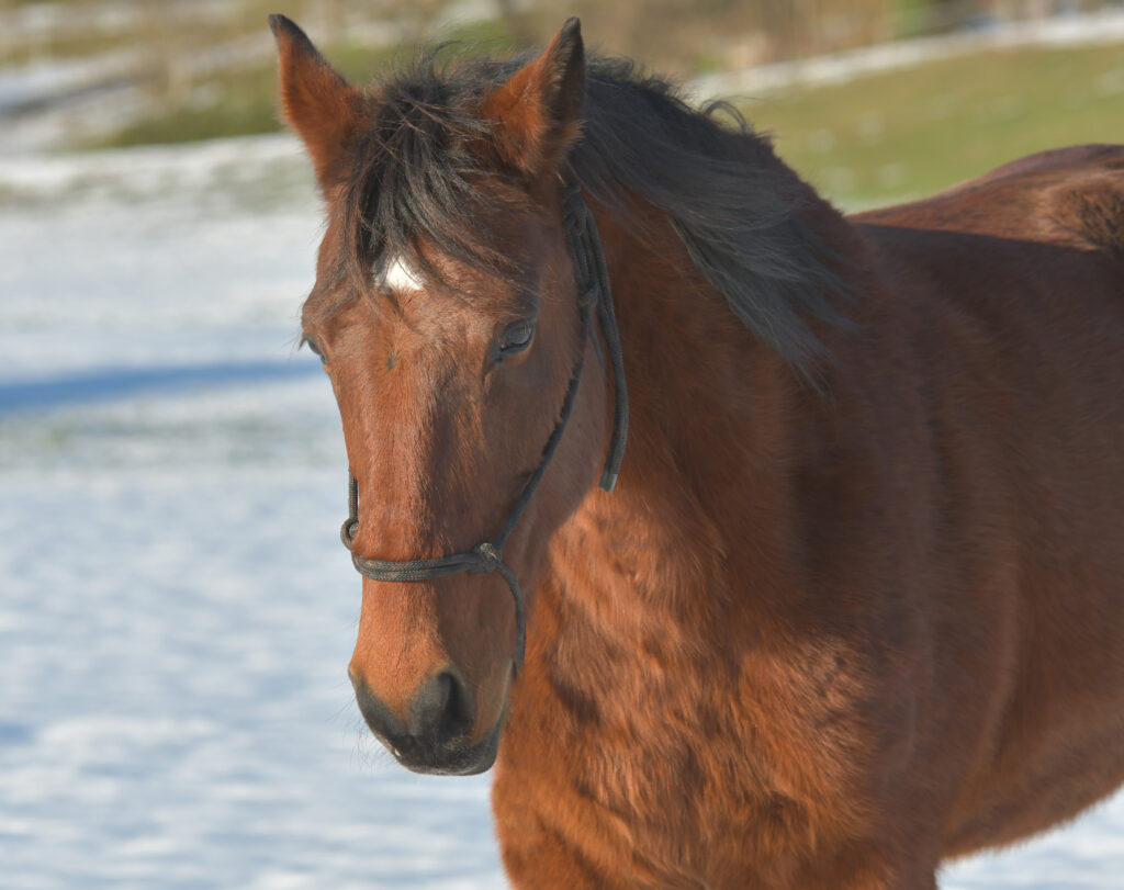 tibi